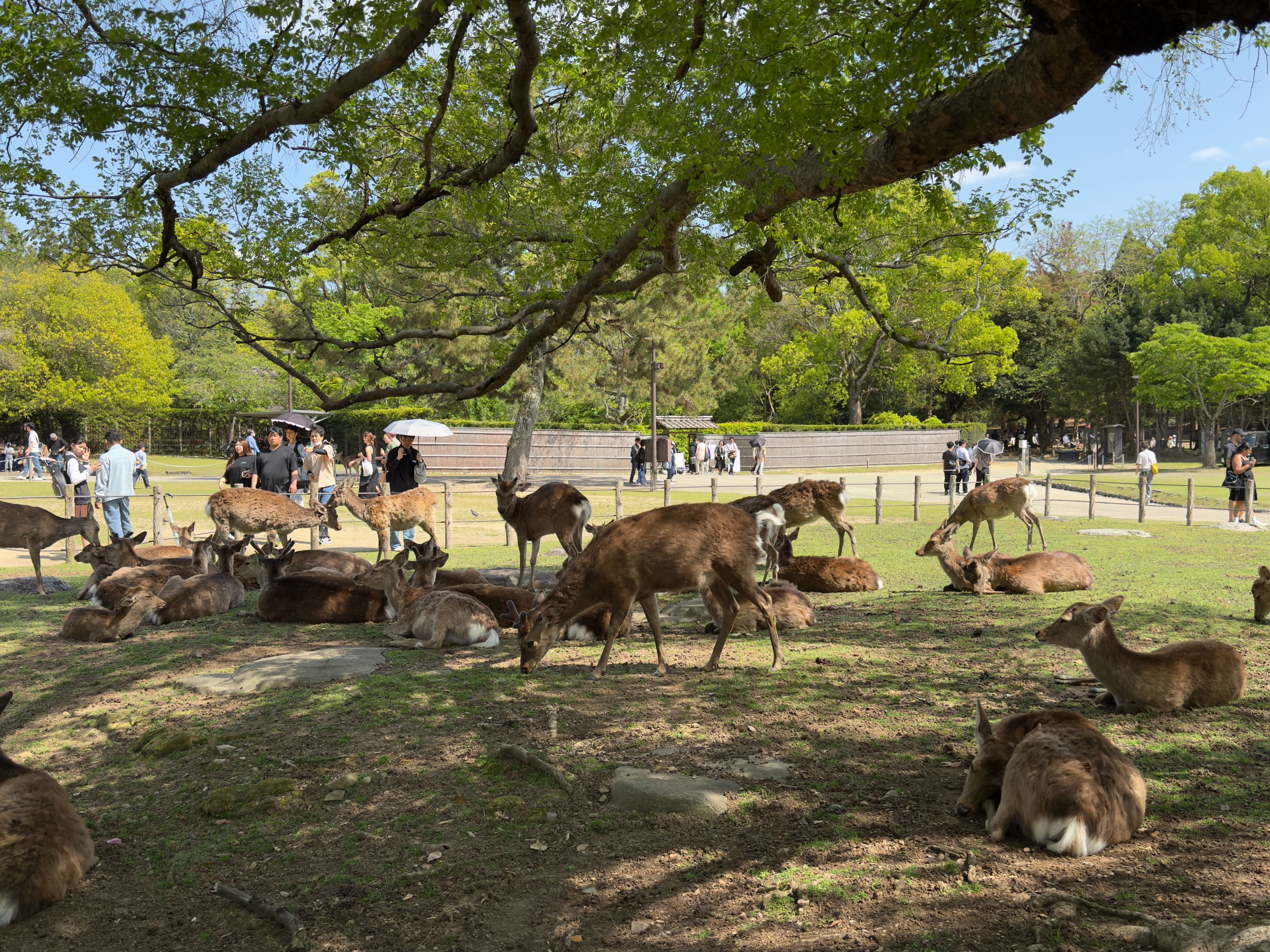 Wild sika deer in Nara Park, Japan
